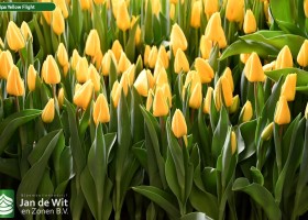 Tulipa Yellow Flight ® (2)